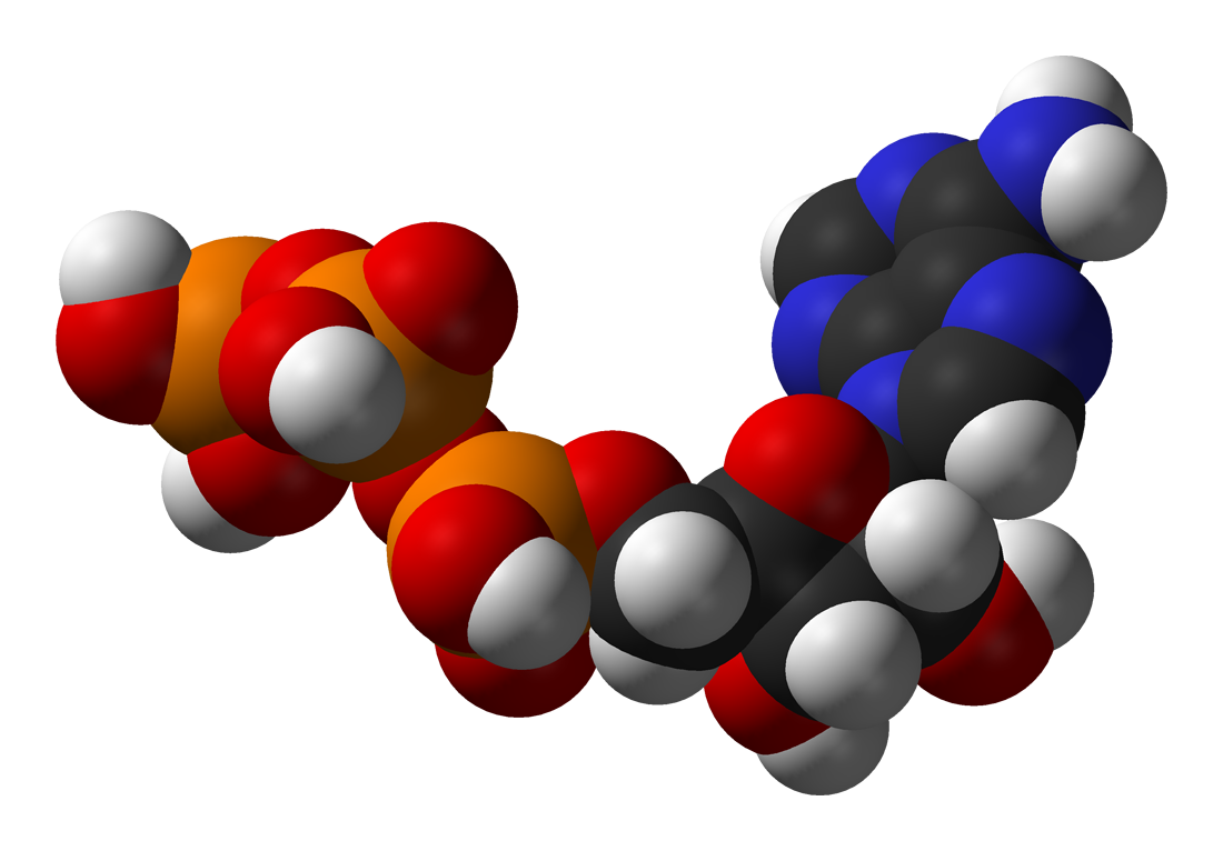 glutathione maxgxl Anti-Aging & Preventative Medicine - Dr. Donald Levine